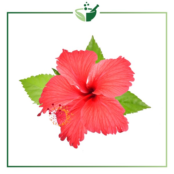 Hibiscus-Flower Extract